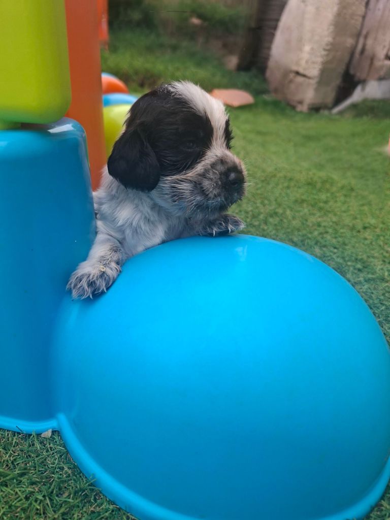 Christelle Serrano - Chiots disponibles - Cocker Spaniel Anglais