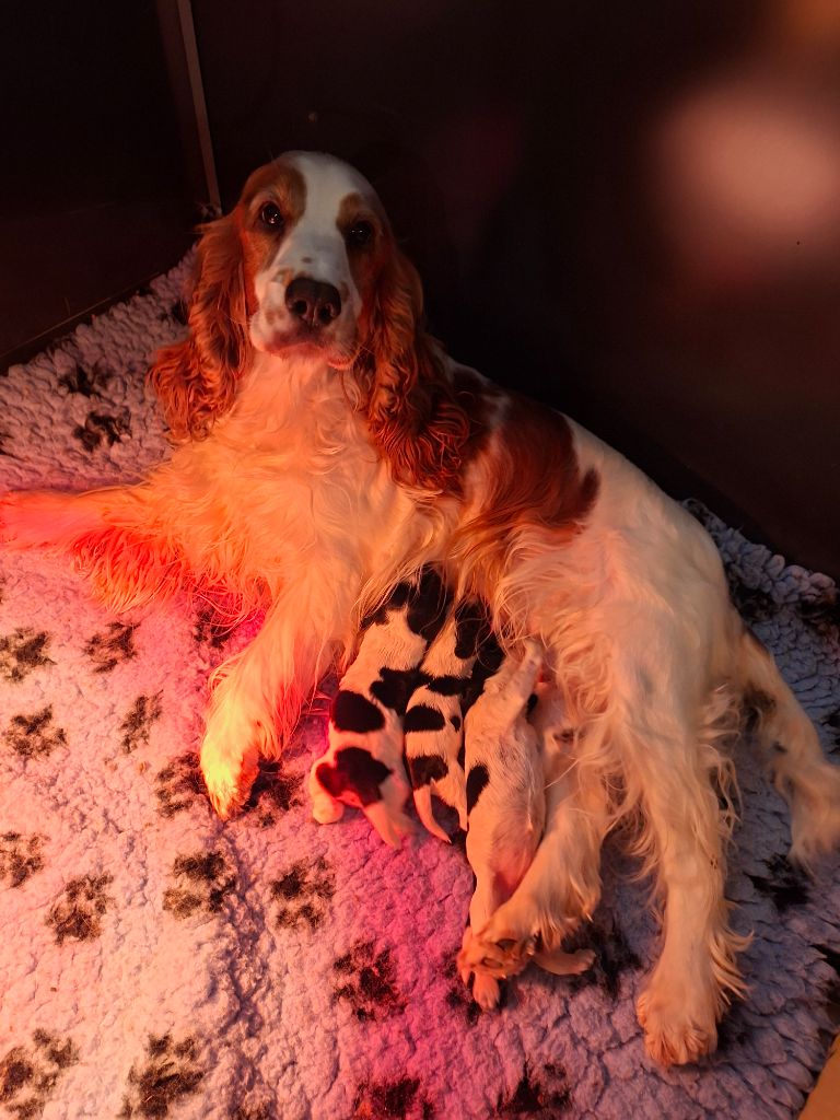 Chiot Cocker Spaniel Anglais Christelle Serrano