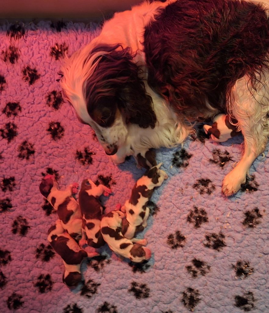 Christelle Serrano - Cocker Spaniel Anglais - Portée née le 05/11/2025