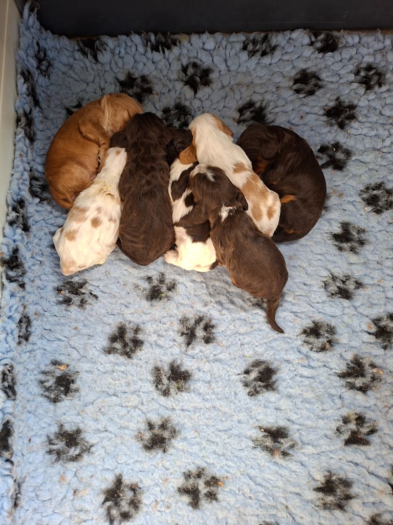 Chiot Cocker Spaniel Anglais Christelle Serrano