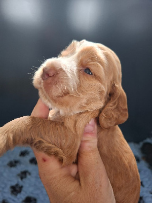 CHIOT