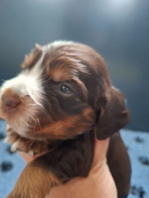 CHIOT