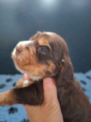 CHIOT