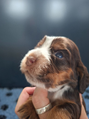 CHIOT