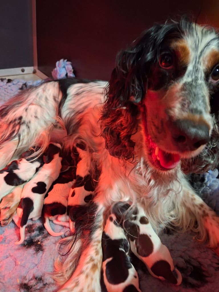 Christelle Serrano - Cocker Spaniel Anglais - Portée née le 12/11/2025